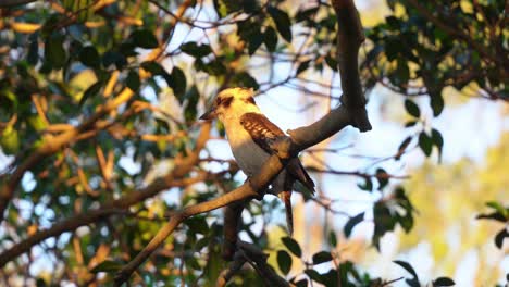 Kingfisher-species,-laughing-kookaburra,-dacelo-novaeguineae-with-natural-ability-of-head-stabilization,-perching-on-tree-branch-and-swaying-in-the-wind-at-sunset-golden-hours