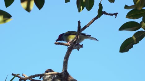 A-pair-of-male-and-female-australasian-figbird,-sphecotheres-vieilloti-perching-on-top-of-tree-branch,-male-bird-dropping-guano-against-blue-sky-on-a-sunny-day,-wynnum,-Queensland