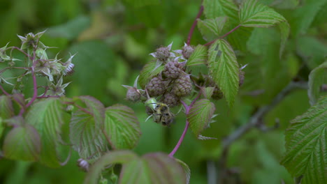 Bee-gathering-pollen-crawls-on-organic-raspberries-ripening-on-plant
