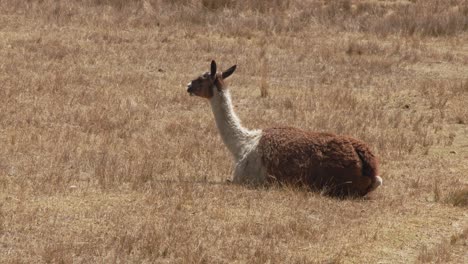 Llama-sitting-on-brown-grass-in-Cusco,-Peru---4k