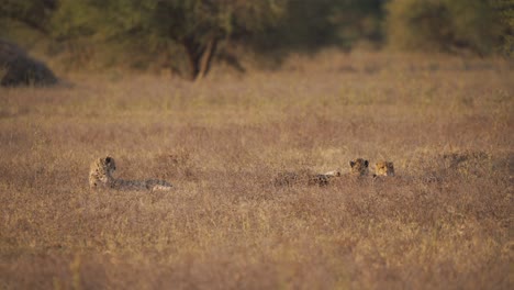 Three-cheetahs-resting-in-african-savannah-plain-at-dusk
