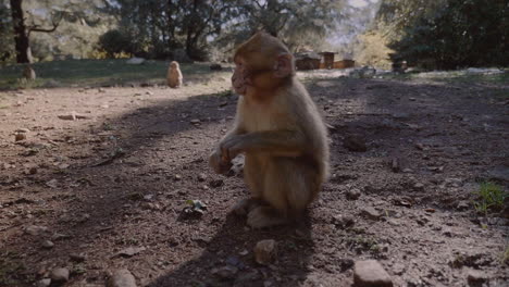 Adorable-young-monkey-grabs-peanut-from-hand,-POV