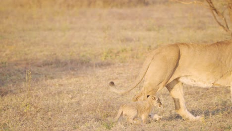 Cute-lion-cub-trotting-close-to-its-lioness-mother-in-african-savannah