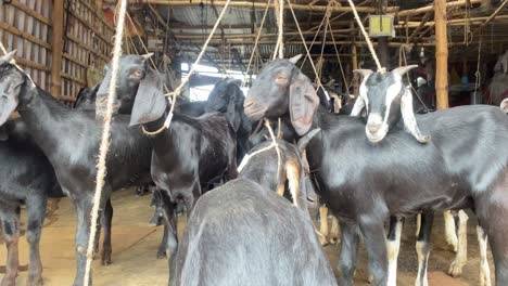 Schwarze-Bengal-Ziegen-Zum-Verkauf-In-Einem-Metzger-Hofladen-In-Bangladesch
