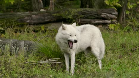 Lobo-ártico-Bostezando-Contra-El-Fondo-Del-Bosque-Verde-Slomo