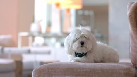 Ein-Süßer-Kleiner-Weißer-Terrier-Hund,-Der-Still-Auf-Einer-Couch-Sitzt-Und-Neugierig-Auf-Die-Kamera-In-Einem-Schicken,-Reich-Aussehenden-Haus-Blickt