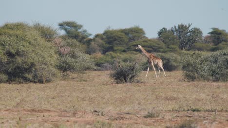 Giraffenwanderung-In-Afrikanischer-Savanne-Mit-Büschen,-Zweite-Folgt