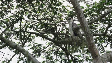 Perched-on-a-horizontal-branch-as-it-looks-over-its-left-shoulder-while-puffing-its-crest-out,-rare-footage,-Philippine-Eagle-Pithecophaga-jefferyi,-Philippines