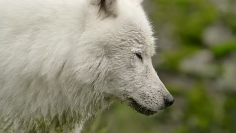 Polarwolf,-Der-Dich-Anschaut-Und-Epische-Slomo-Sommerzeit-Blinkt,-Schmutzig-Mit-Moos-Aus-Dem-Teich