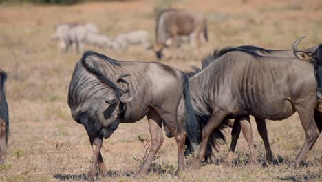 Wildebeest-scratching-its-flank-with-head,-rest-of-herd-grazing-around