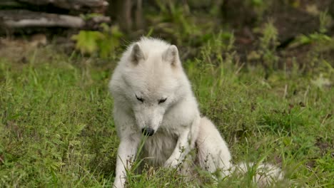 Polarwolf-Dreht-Sich-Um-Und-Legt-Sich-Hin,-Um-Dich-Anzusehen