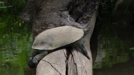 Gesehen-Auf-Dem-Baumstamm,-Der-Sich-Für-Etwas-Wärme-Auflädt,-Während-Er-Mit-Dem-Rechten-Auge-Zwinkert,-Riesige-Asiatische-Sumpfschildkröte-Heosemys-Grandis,-Thailand