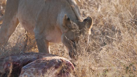 Löwin-Beißt-In-Blutigen-Giraffenkadaver-Im-Afrikanischen-Savannengras