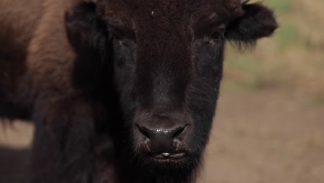 bison-licks-nose-pan-up-to-eyes-slomo-closeup
