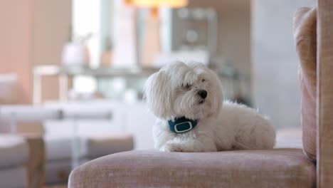 Ein-Süßer-Kleiner-Weißer-Terrierhund,-Der-Still-Auf-Einer-Couch-Sitzt-Und-Neugierig-Um-Die-Kamera-In-Einem-Schicken,-Reich-Aussehenden-Haus-Schaut