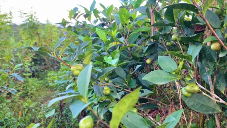 Green-raw-tea-fruit-in-branches-with-tea-leaves-at-a-tea-garden-at-Sylhet,-Bangladesh