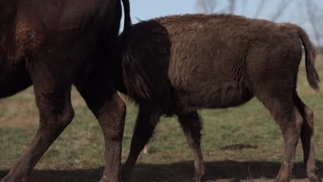 bison-calf-chasing-mother-cow-for-milk-slomo