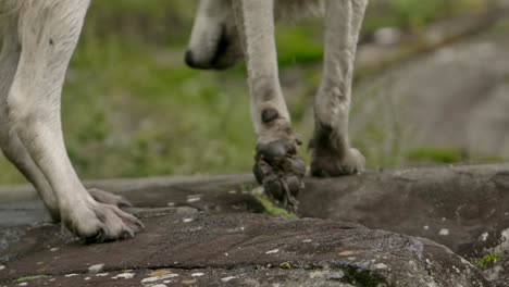 Polarwolf-Nahaufnahme-Nasse-Pfoten,-Während-Er-Auf-Felsen-Slomo-Weggeht