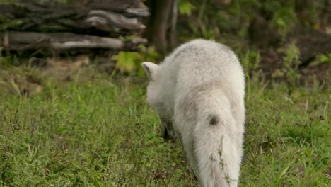 Lobo-ártico-Olfateando-Y-Alejándose