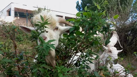 Several-goats-feed-on-the-vegetation-next-to-a-sporty-space,-a-white-male-is-in-the-foreground
