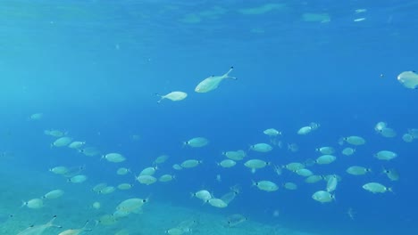 Underwater-shot-of-sea-life-and-a-shoal-of-fish-swimmingly-calmly-and-slowly-by