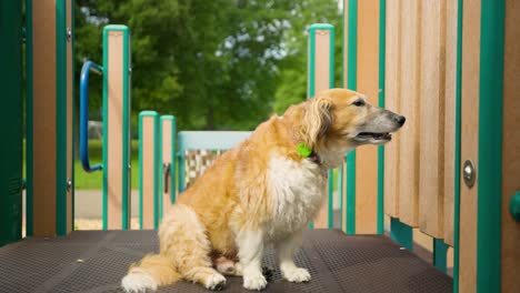 Glücklicher-Hund-Auf-Dem-Spielplatz-Im-Park