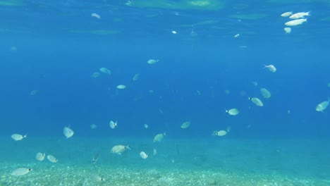 Underwater-scene-with-school-of-fish-swimming-by