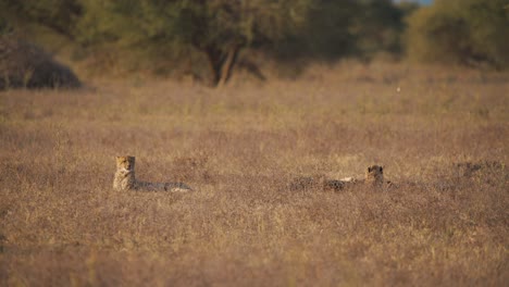 Three-cheetahs-lying-in-african-savannah-plain-at-dusk,-looking-around