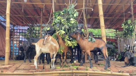 Cabras-Negras-De-Bengala-Comiendo-Hojas-En-Una-Cabaña-De-Granja-En-Bangladesh