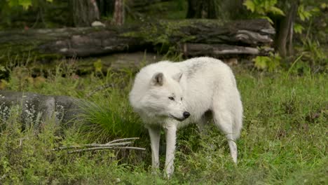 arctic-wolf-raises-its-head-alerted-by-something