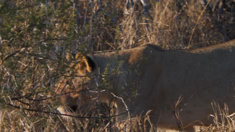 Einsame-Löwin,-Die-Im-Afrikanischen-Savannengras-Hinter-Dornigem-Busch-Spazieren-Geht