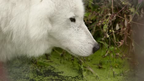arctic-wolf-drinking-swamp-water-with-algae-slomo-handheld-through-weeds