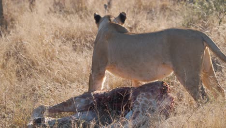 Löwin-Triumphierend-über-Blutigen-Giraffenkadaver-In-Der-Savanne