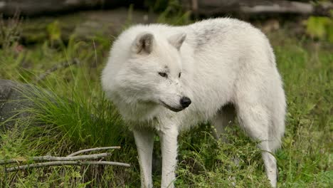 Polarwolf,-Der-Dich-Anschaut,-Schaut-Weg,-Nahaufnahme-Slomo