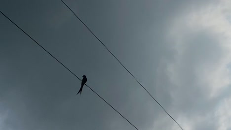 Einsame-Vogelsilhouette,-Die-Auf-Stromleitungen-Gegen-Dunkle-Stürmische-Wolken-Sitzt