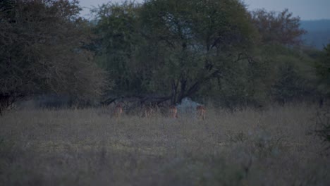 Impala-antelope-herd-grazing-below-trees-in-african-savannah-at-dusk