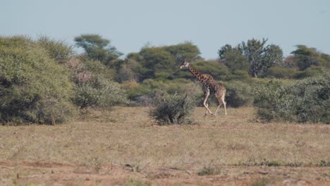 Einsame-Große-Giraffe,-Die-Anmutig-Im-Afrikanischen-Savannenbusch-Spazieren-Geht