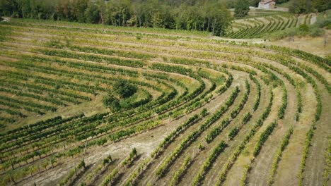 Beautiful-Aerial-View-Of-Lines-Design-Of-Grape-Organic-Trees-In-Vineyard,-Iceland-,-Europe