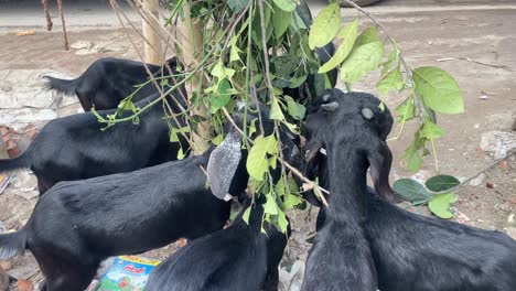Schwarze-Bengal-Ziegen,-Die-In-Einer-Gruppe-In-Bangladesch-Gehängte-Jackfruit-Blätter-Essen