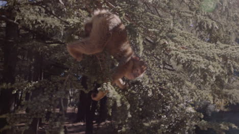 Monkey-swinging-around-pine-tree-branches-in-High-Atlas-Morocco-grabs-peanut-from-man's-hand