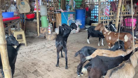 Schwarze-Bengal-Ziegen-Zum-Verkauf-In-Einem-Metzger-Hofladen-In-Bangladesch