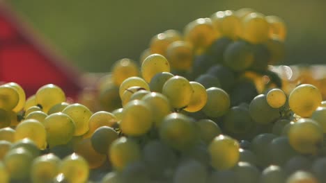 Slow-Motion-Shot-Of-Bunch-Of-Grapes-Falling-On-Pile-Of-Grapes
