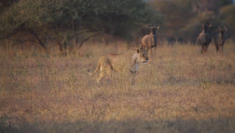 Lioness-and-her-cub-walking-in-savannah-watched-by-cautious-wildebeest