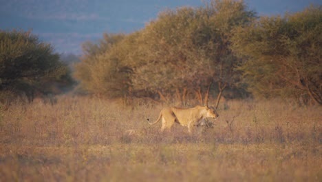 Lioness-and-her-small-cub-marching-through-savannah-grass-at-dusk