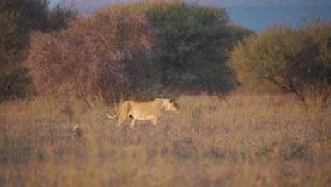 Lioness-and-her-cute-little-cub-walking-in-african-savannah-at-dusk