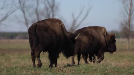 bison-walking-in-field-together-slomo