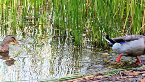 mallard-ducks-near-the-shore-of-a-lake