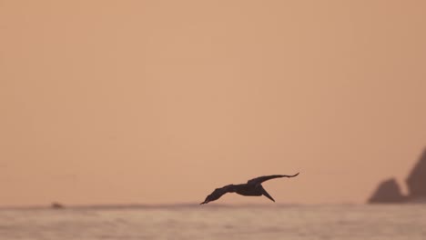 Dramatische-Beleuchtung-Abendaufnahme-Einer-Peruanischen-Pelikan-Silhouette-Gegen-Den-Abendhimmel-über-Dem-Meer-Mit-Hintergrund-Einer-Insel