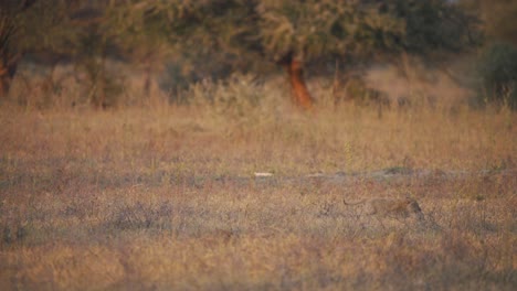 Kleines-Löwenjunges,-Das-Hinter-Seiner-Löwinmutter-In-Der-Afrikanischen-Savanne-Trabt
