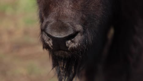 bison-nose-closeup-slow-motion